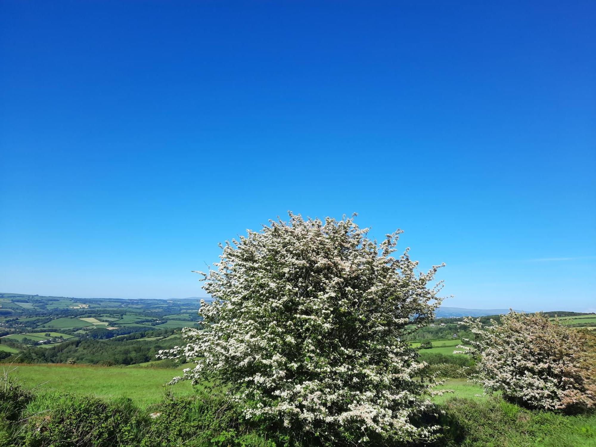 Summit Camping Kit Hill Cornwall Panoramic Views Grass Pitch From 15Pn Or Bella Bell Tent 75Pn Callington Cameră foto